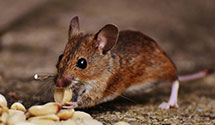 24 Hour & Emergency Exterminators in Western Hills, NC